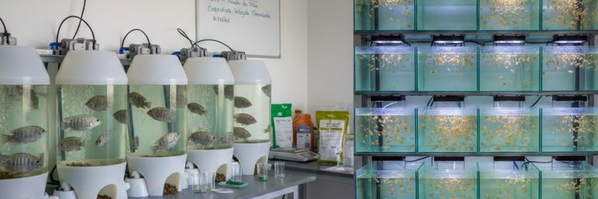 Hidrolisado proteico de resíduo de pescado na alimentação da tilápia do Nilo: digestibilidade e desempenho zootécnico