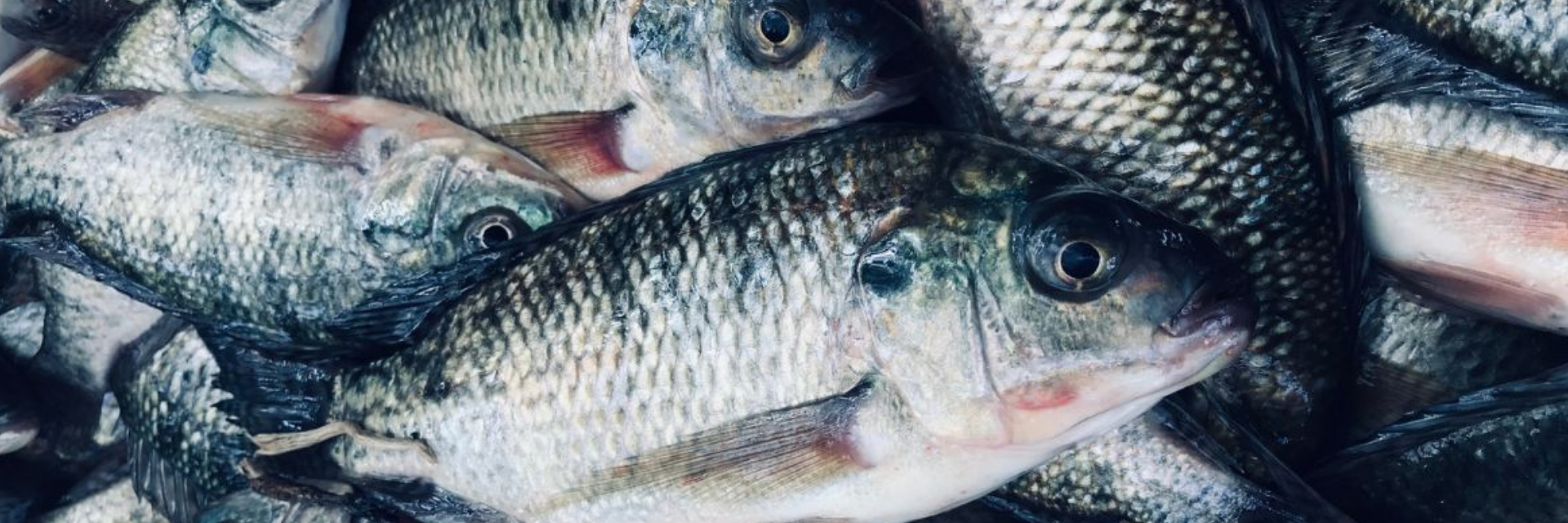 SC diz ‘não’ para o Vietnã e mantém tilápia fora do estado por ‘risco sanitário’