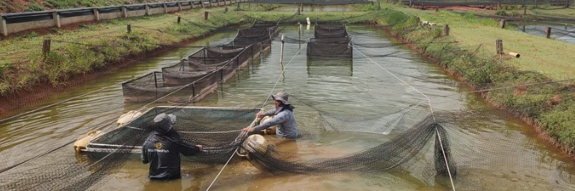 Instituto de Pesca estabelece banco de germoplasma de tilápia no Brasil