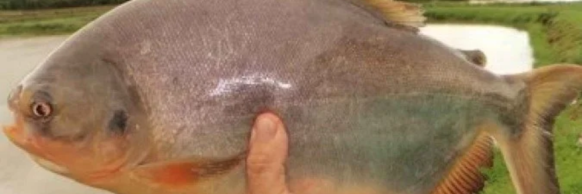 Pesquisa brasileira cria embalagem biodegradável com pele de peixe