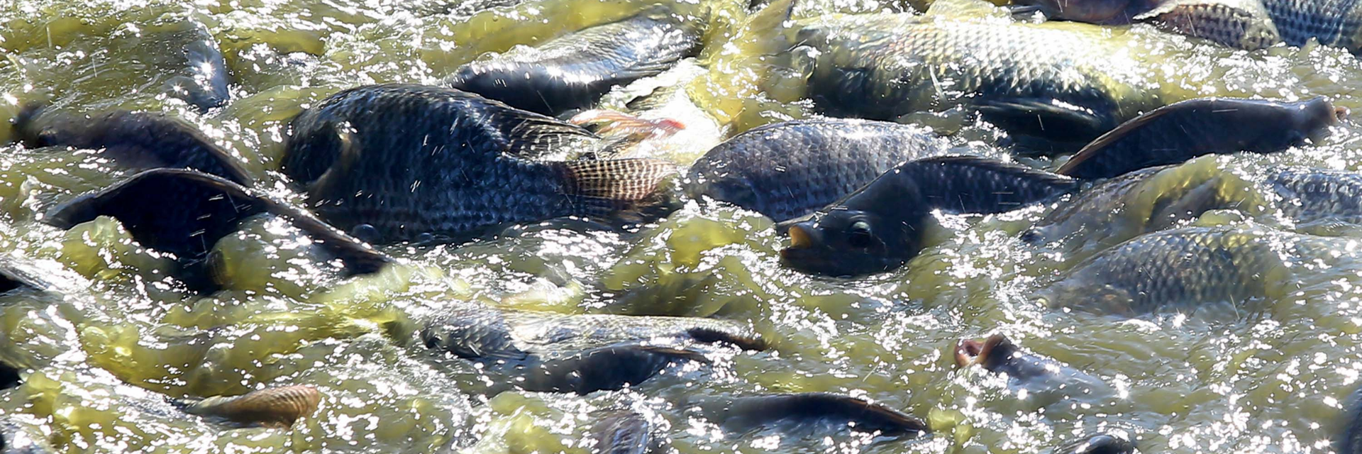 Paraná desonera ICMS de insumo para produção de peixes e semente colorífica de urucum