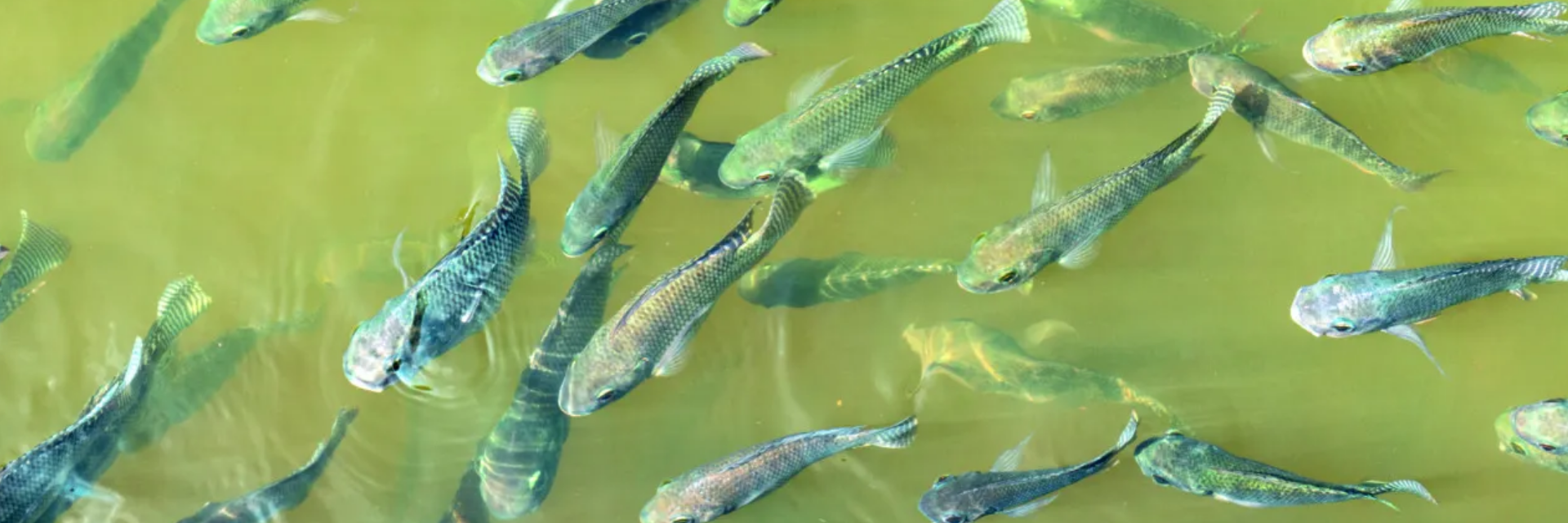 Desafios tarifários e segurança regulatória devem orientar piscicultura brasileira em 2026