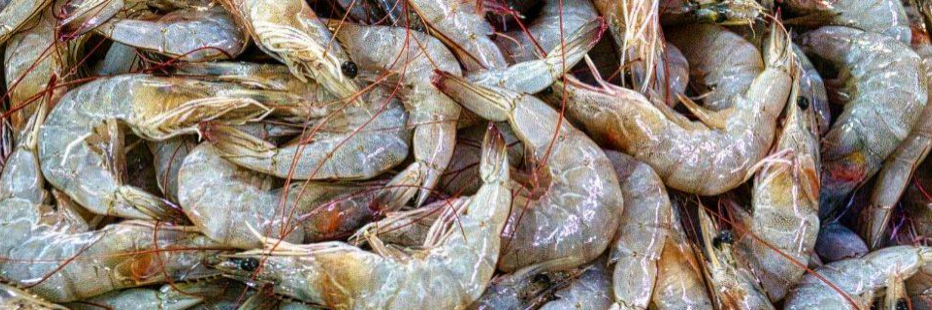 Valor das exportações de camarão do Equador em 2025 crescem 23%